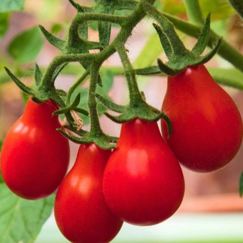 Graines del Païs : Tomates > Tomate cerise - Cerise rouge > Tomate cerise -  Cerise rouge