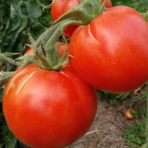 Tomate cerise – Graines BIO  Cultiver bio, c'est bon pour la santé!