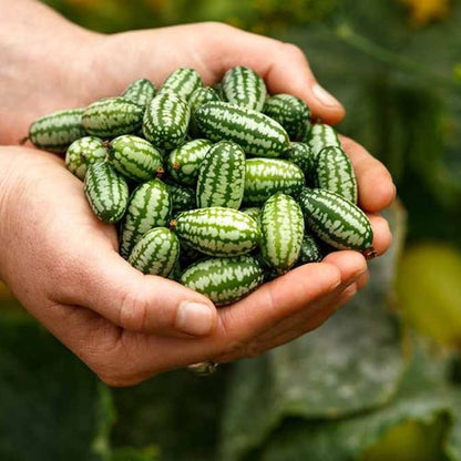 Graines Bio - Cucamelon (Concombre du Mexique) – Jardiniers du goût