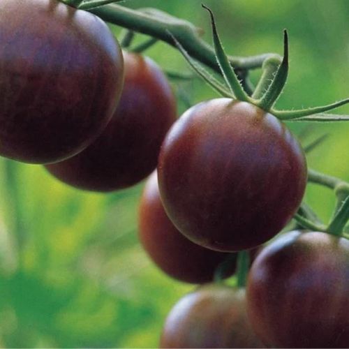 Tomate Cerise Black Cherry