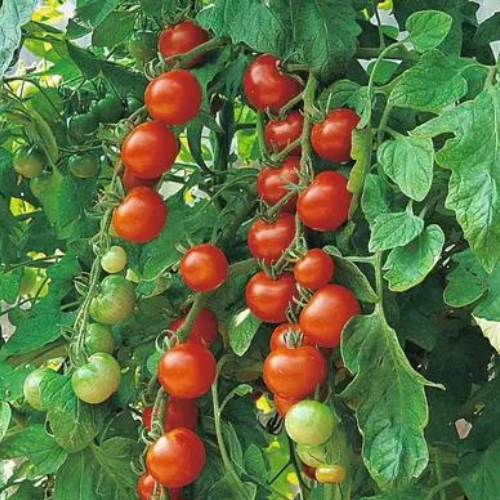 Tomate Cerise Délice du Jardinier